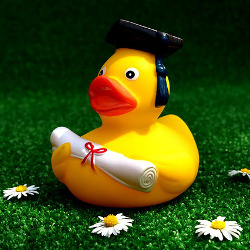 Rubber duck in graduation regalia