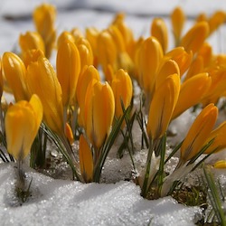 Flowers blooming in the snow.